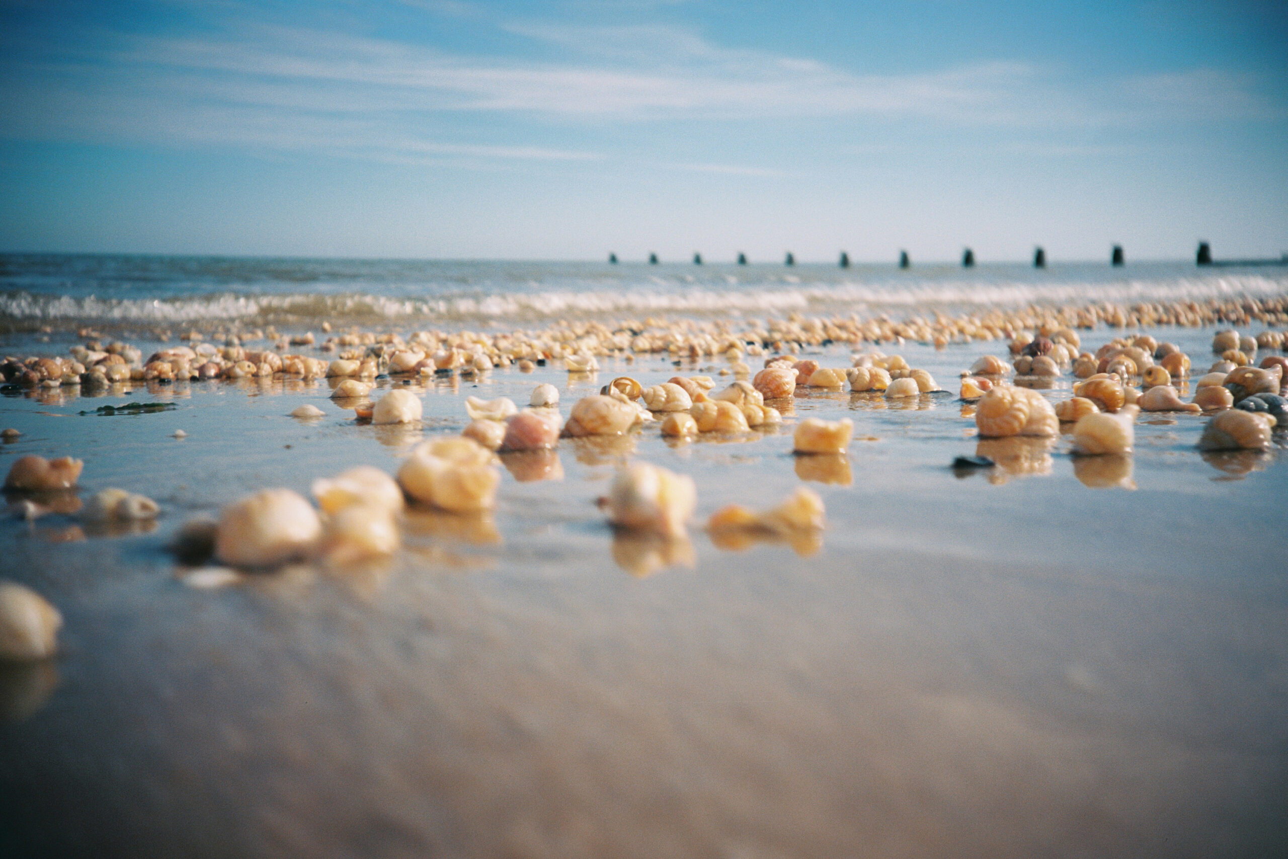 Seashells on the shore